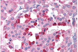 Human Pancreas (formalin-fixed, paraffin-embedded) stained with BCL2L14 antibody ABIN213910 at 2 ug/ml followed by biotinylated goat anti-rabbit IgG secondary antibody ABIN481713, alkaline phosphatase-streptavidin and chromogen. (BCL2L14 / BCL-G (C-Term) anticorps)
