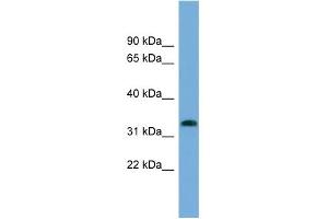 WB Suggested Anti-IFI35 Antibody Titration:  0.