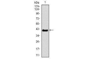 Image no. 1 for anti-T Brachyury Protein antibody (ABIN1491210) (T Brachyury Protein anticorps)