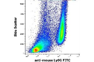 Flow cytometry surface staining pattern of murine bone marrow cells stained using anti-mouse Ly6G (RB6-8C5) FITC antibody (concentration in sample 0,5 μg/mL).
