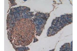 IHC-P analysis of Mouse Pancreas Tissue, with DAB staining. (EPAS1 anticorps  (AA 21-336))