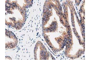 Image no. 4 for anti-Striatin Interacting Protein 1 (STRIP1) antibody (ABIN1498204) (STRIP1 anticorps)