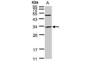 WB Image Sample(30 ug whole cell lysate) A:293T 12% SDS PAGE antibody diluted at 1:1000 (PEF1 anticorps)
