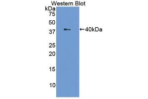 Detection of Recombinant LTF, Cattle using Polyclonal Antibody to Lactoferrin (LTF) (Lactoferrin anticorps  (AA 25-352))