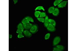 Immunofluorescence staining of A549 cells with ABIN7164068 at 1:100, counter-stained with DAPI.