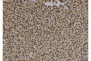 ABIN6279897 at 1/100 staining Mouse kidney tissue by IHC-P. (USP3 anticorps  (N-Term))
