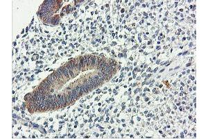 Image no. 9 for anti-Ubiquitin Specific Peptidase 10 (USP10) antibody (ABIN1501687)