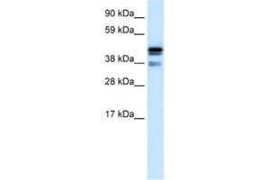 Western Blotting (WB) image for anti-C-terminal Binding Protein 1 (CTBP1) antibody (ABIN2460478) (CTBP1 anticorps)