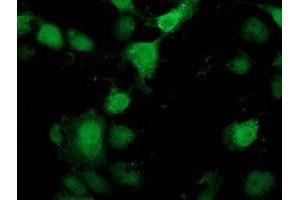Anti-PNMT mouse monoclonal antibody (ABIN2454518) immunofluorescent staining of COS7 cells transiently transfected by pCMV6-ENTRY PNMT (RC206586). (PNMT anticorps)
