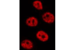 ABIN6272345 staining RAW264. (DUSP4 anticorps  (Internal Region))