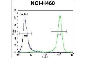anti-Protocadherin alpha 9 (PCDHA9) (AA 226-253), (N-Term) antibody