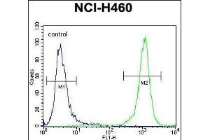 PCDHA9 Antibody (N-term) (ABIN656099 and ABIN2845442) flow cytometric analysis of NCI- cells (right histogram) compared to a negative control cell (left histogram). (PCDHA9 anticorps  (N-Term))