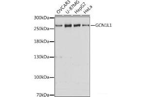 Western blot analysis of extracts of various cell lines using GCN1L1 Polyclonal Antibody at dilution of 1:3000. (GCN1L1 anticorps)