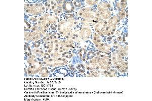 Human kidney (MORF4L2 anticorps  (N-Term))