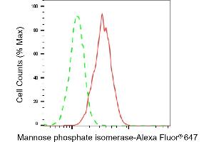 Flow cytometric analysis of Mannose phosphate isomerase expression in HeLa cells using Mannose phosphate isomerase antibody (ABIN7799328), 1:2,000).
