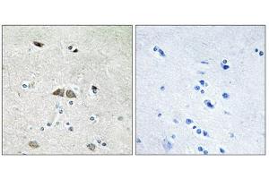 Immunohistochemistry analysis of paraffin-embedded human brain tissue using RL39L antibody. (RPL39L anticorps  (Internal Region))