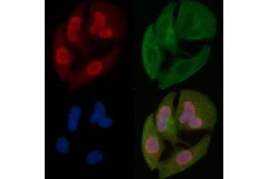 NAF1 Mouse Monoclonal Antibody staining Hela cells by IF/ICC. (NAF1 anticorps)