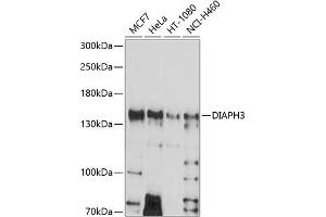 Western blot analysis of extracts of various cell lines, using DI antibody (ABIN6133501, ABIN6139618, ABIN6139619 and ABIN6214576) at 1:1000 dilution. (DIAPH3 anticorps  (AA 630-849))