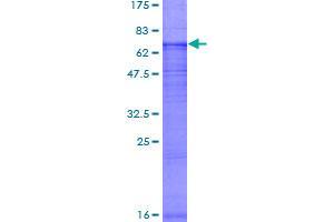 SDS-PAGE (SDS) image for Chloride Channel Kb (CLCNKB) (AA 1-462) protein (GST tag) (ABIN1776902)