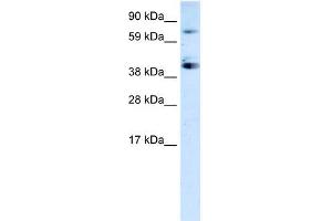 WB Suggested Anti-SP7 Antibody Titration:  0. (SP7 anticorps  (C-Term))