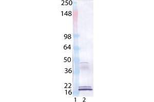 Western Blot analysis of : Lane 1: MW Marker, Lane 2: IL-33 (human), (recombinant), . (IL-33 anticorps  (AA 112-270))