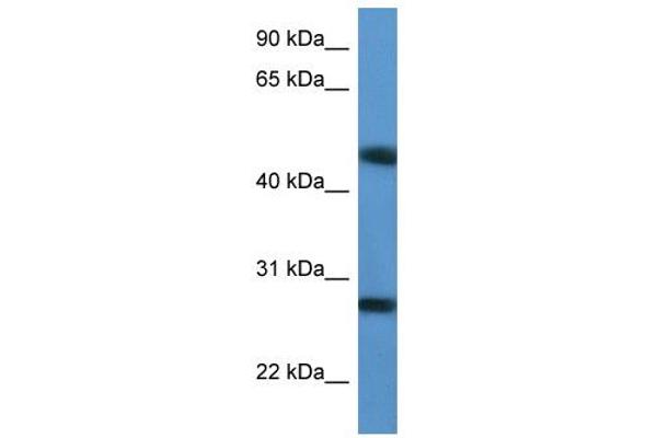 TM2D2 anticorps  (Middle Region)