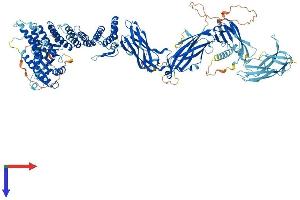 AlphaFold protein structure predicition of Mouse Recombinant Trappc9 Protein, UniprotID Q3U0M1