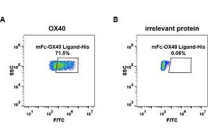 cell line transfected with irrelevant protein (B)  and human OX40 (A)  were surface stained with Human OX40 Ligand, mFc-His tagged protein (ABIN6961094, ABIN7042217 and ABIN7042218) 10 μg/mL followed by Alexa 488-conjugated anti-mouse IgG secondary antibody.
