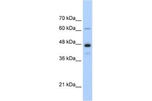 Western Blotting (WB) image for anti-Nuclear RNA Export Factor 1 (NXF1) antibody (ABIN2462206) (NXF1 anticorps)