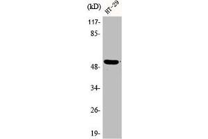 Western Blot analysis of HT29 cells using Phospho-p53 (S15) Polyclonal Antibody