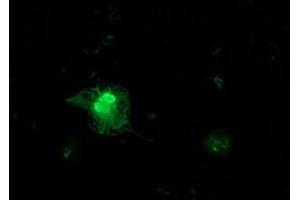 Anti-FGF21 mouse monoclonal antibody (ABIN2454549) immunofluorescent staining of COS7 cells transiently transfected by pCMV6-ENTRY FGF21 (RC204538). (FGF21 anticorps  (AA 29-209))