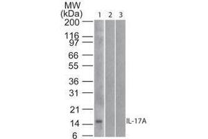 Western Blot of Mouse Anti-IL-17A antibody Lane 1: human full length recombinant IL-17A protein Lane 2: mouse full length recombinant IL-17A protein Lane 3: rat full length recombinant IL-17A protein Load: 20 ng/lane Primary antibody: Anti-IL-17A antibody at 1ug/mL for overnight at 4°C (Interleukin 17a anticorps)