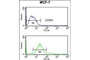 CDIPT Antibody (Center) (ABIN652986 and ABIN2842627) flow cytometry analysis of MCF-7 cells (bottom histogram) compared to a negative control cell (top histogram). (CDIPT anticorps  (AA 99-125))
