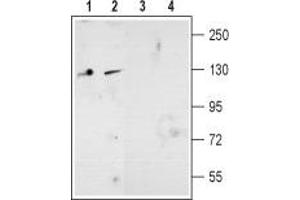 Western blot analysis of mouse (lanes 1 and 3) and rat (lanes 2 and 4) brain membranes: - 1,2.
