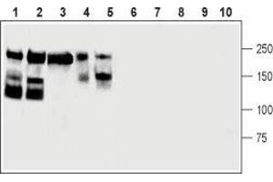 Western blot analysis of mouse brain (lanes 1 and 6), rat cerebellum (lanes 2 and 7), rat eye (lanes 3 and 8), human SH-SY5Y brain neuroblastoma (lanes 4 and 9) and PC12 rat pheochromocytoma (lanes 5 and 10) cells lysates: - 1-5.