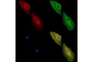 ABIN7096990 and ABIN7101057 staining  cells by IF/ICC. (ADSSL1 anticorps)