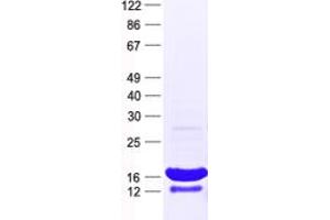 Validation with Western Blot