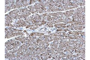 IHC-P Image COX6A2 antibody [N3C3] detects COX6A2 protein at mitochondria on mouse heart by immunohistochemical analysis. (COX6A2 anticorps  (C-Term))