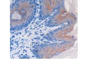 IHC-P analysis of Mouse Esophagus Tissue, with DAB staining. (LRG1 anticorps  (AA 136-342))