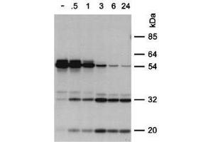 Anti-PPCA Antibody - Immunoprecipitation Pulse-chase labeling. (CTSA anticorps)
