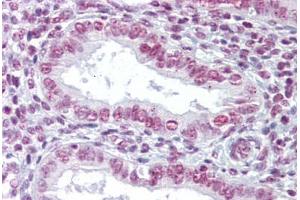 Anti-ZMYM3 antibody IHC staining of human uterus. (ZMYM3 anticorps  (C-Term))