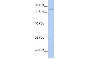 IGF1R antibody (70R-10422) used at 0. (IGF1R anticorps  (Middle Region))