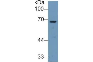 Detection of ANGPT2 in Human Liver lysate using Polyclonal Antibody to Angiopoietin 2 (ANGPT2)