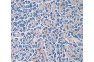 Used in DAB staining on fromalin fixed paraffin- embedded pancreas tissue (TLR3 anticorps  (AA 381-699))
