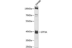 Western blot analysis of extracts of SW480 cells, using GTF3A antibody (ABIN6135169, ABIN6141516, ABIN6141517 and ABIN6224485) at 1:1000 dilution. (GTF3A anticorps  (AA 1-100))