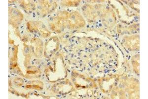 Immunohistochemistry of paraffin-embedded human kidney tissue using ABIN7173179 at dilution of 1:100 (TMEM255B anticorps  (AA 221-356))