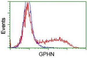 Image no. 2 for anti-Gephyrin (GPHN) antibody (ABIN1498430) (Gephyrin anticorps)
