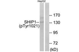 Western blot analysis of extracts from HepG2 cells treated with TNF 200NG/ML 30', using SHIP1 (Phospho-Tyr1021) Antibody. (INPP5D anticorps  (pTyr1021))