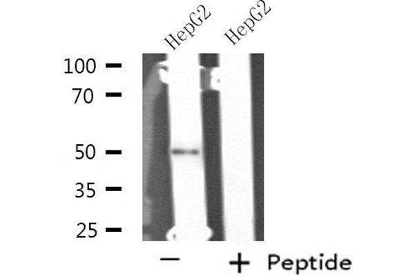 NIM1 anticorps  (C-Term)
