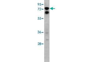 Western blot analysis of HeLa cell lysate (35 ug/lane) with SIGLEC10 polyclonal antibody .